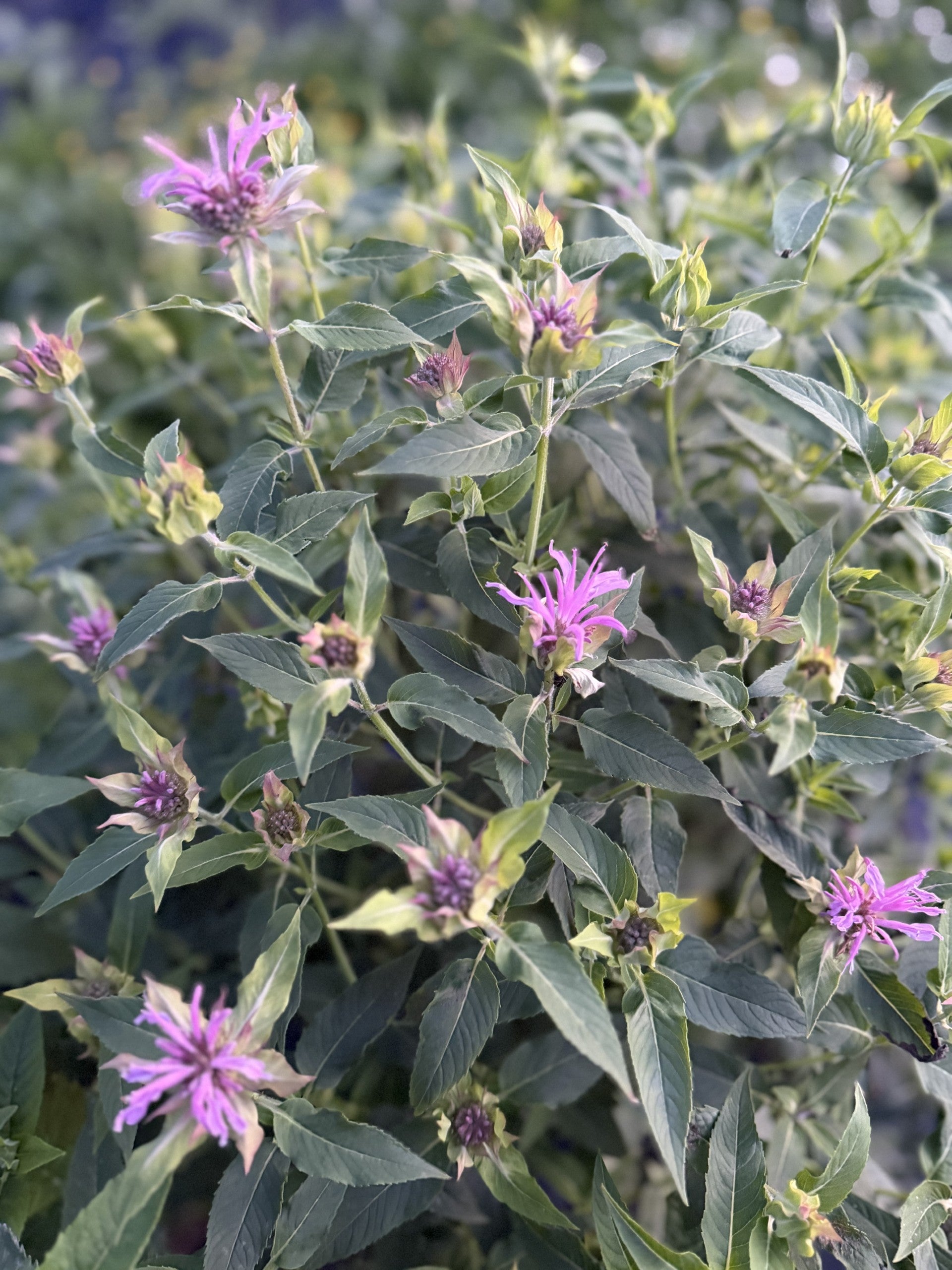 Bee Balm-Panorama Mix