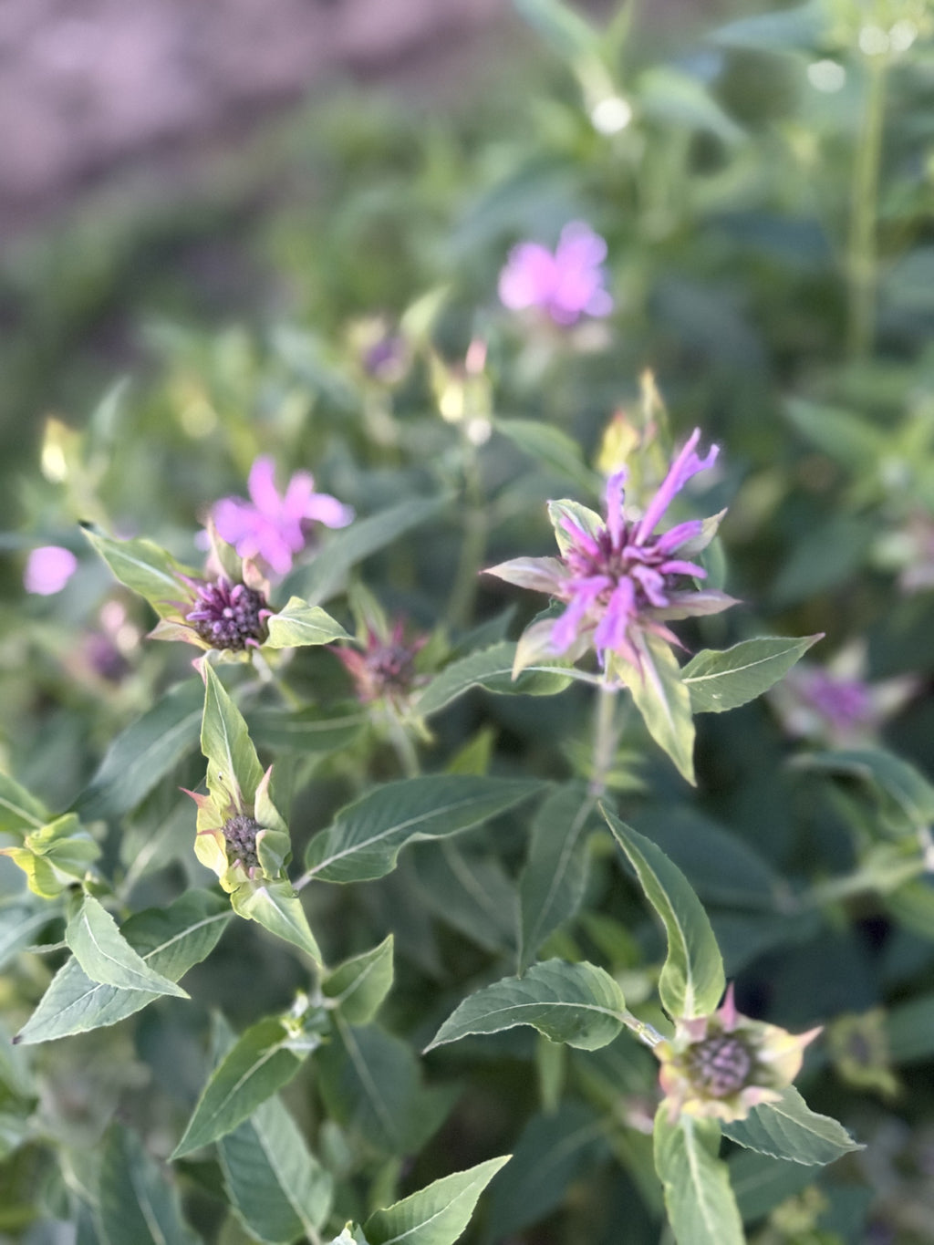 Bee Balm-Panorama Mix