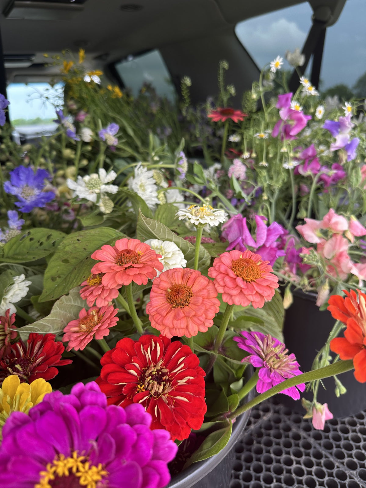 Grower's Choice Mixed Bucket-50 Stems | $50