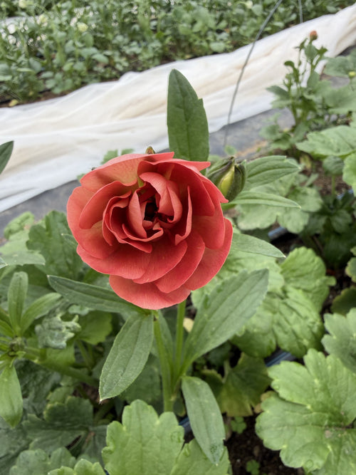 Eris Ranunculus Ranunculus- Amandine Salmon – Chickapoo Farm Wholesale