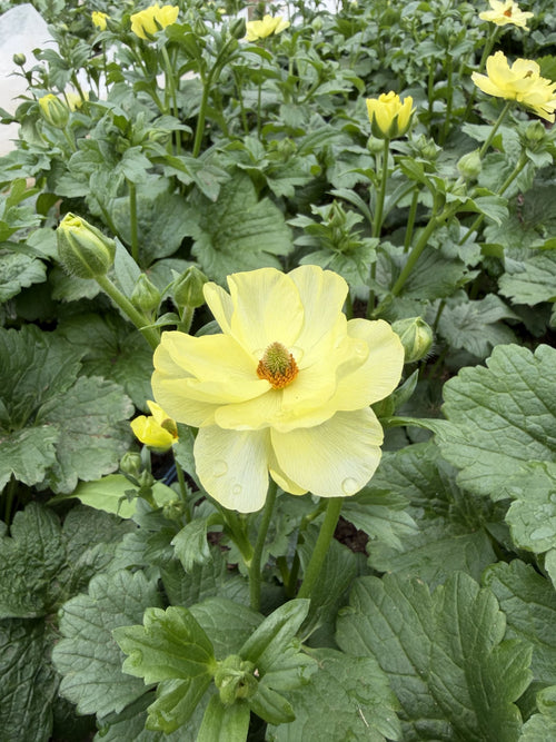 Ranunculus-Half Clone Iceberg – Chickapoo Farm Wholesale
