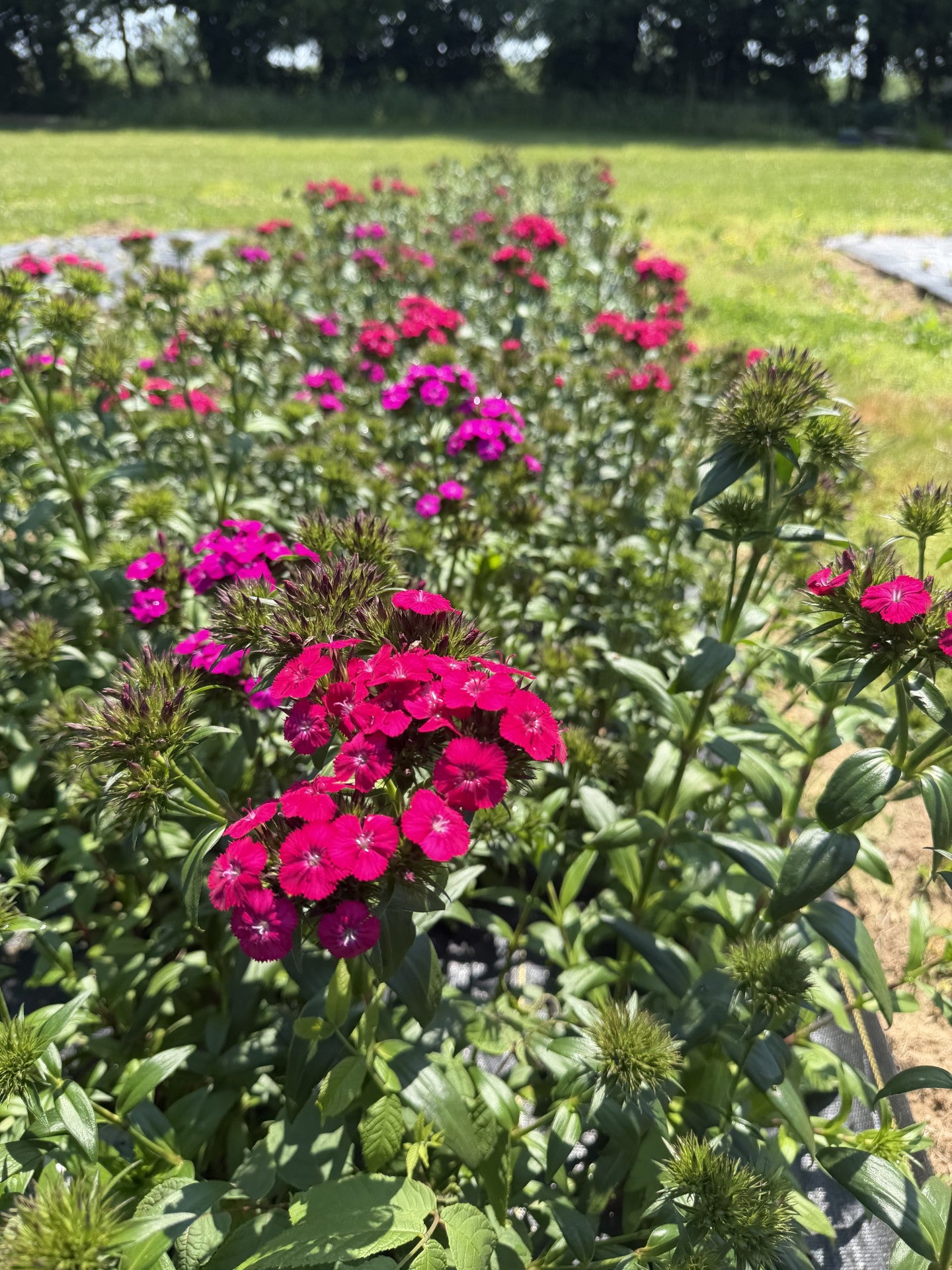 Dianthus-Amazon Neon Duo