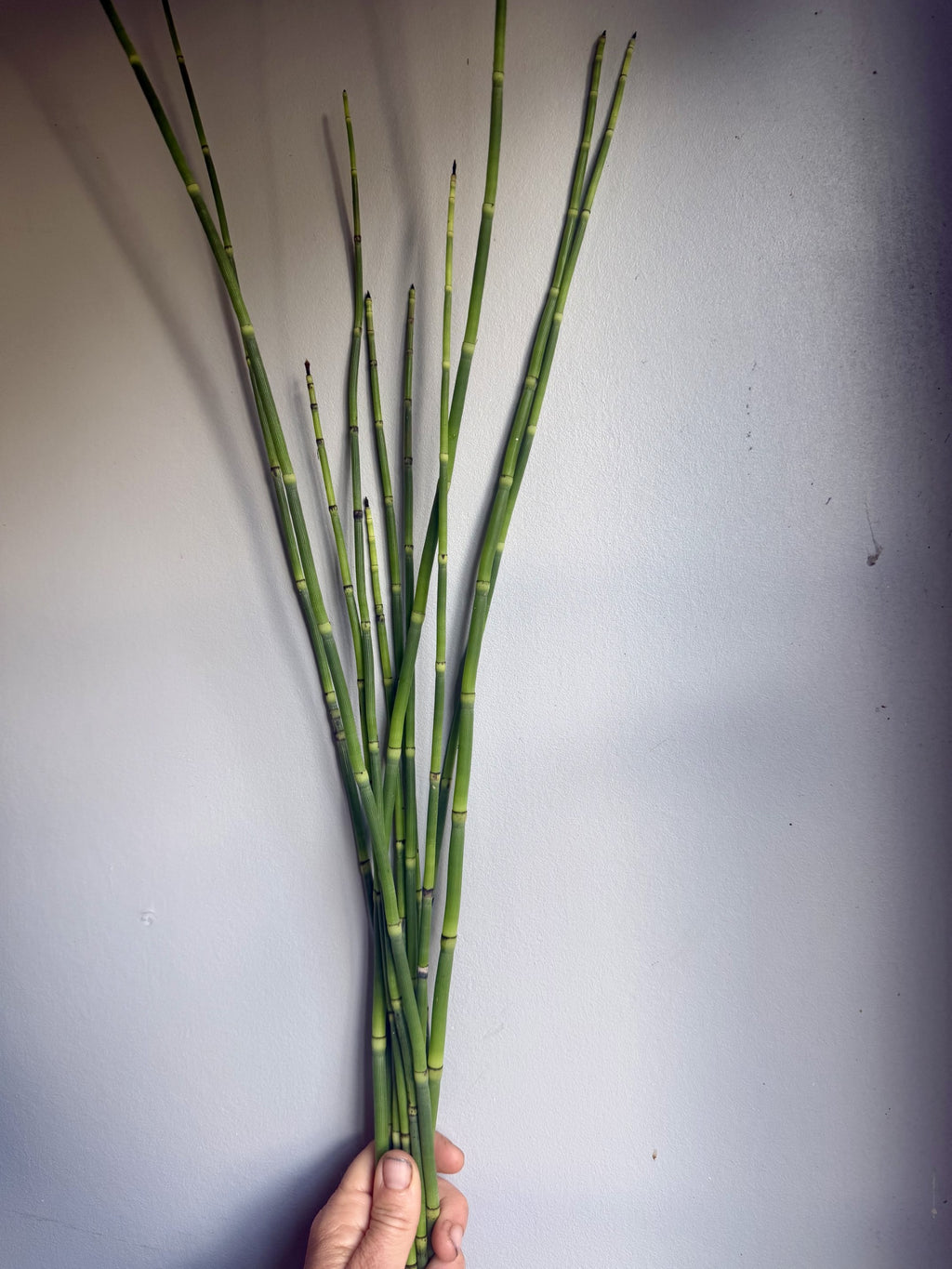 Horsetail Bamboo