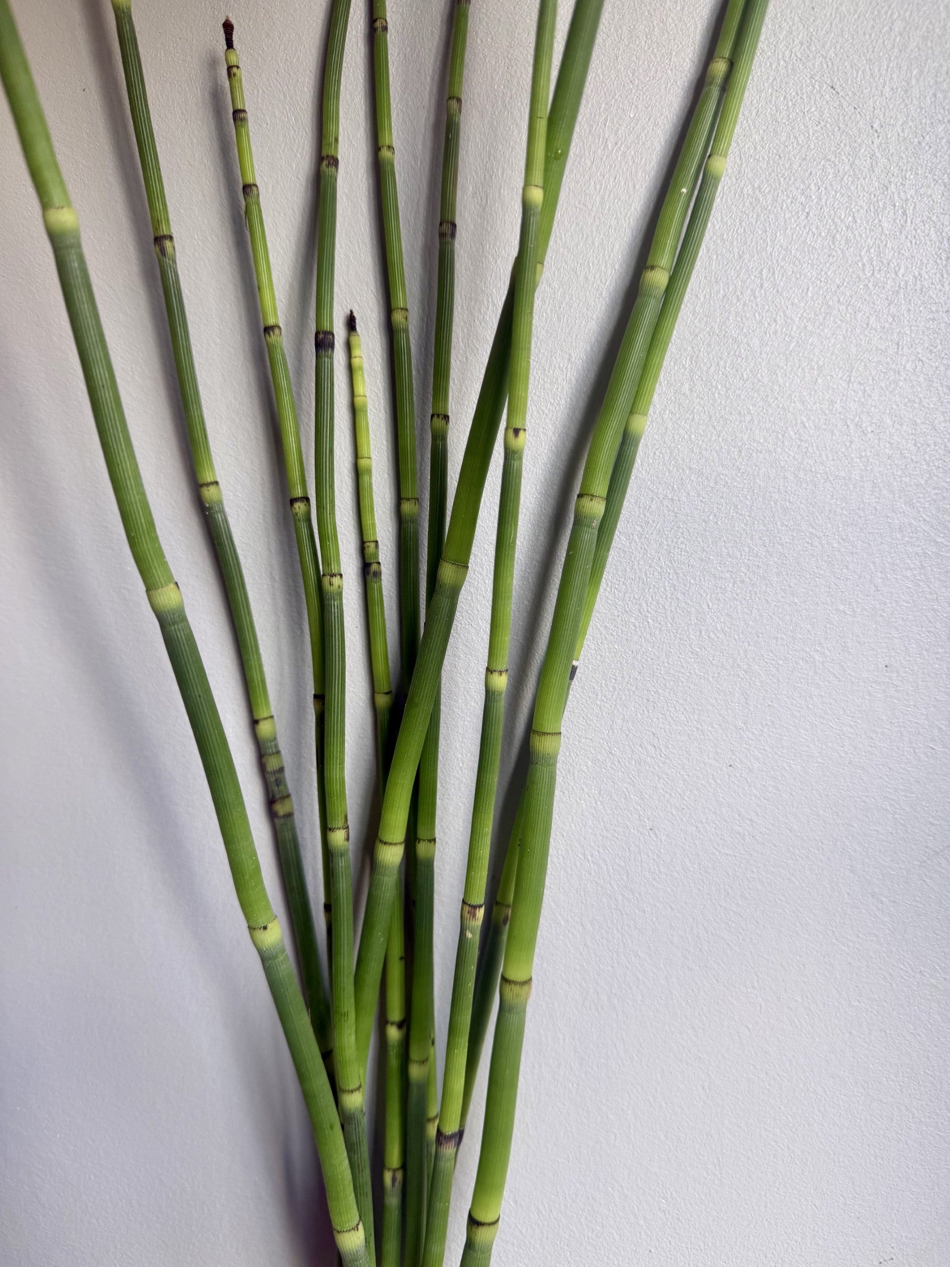 Horsetail Bamboo