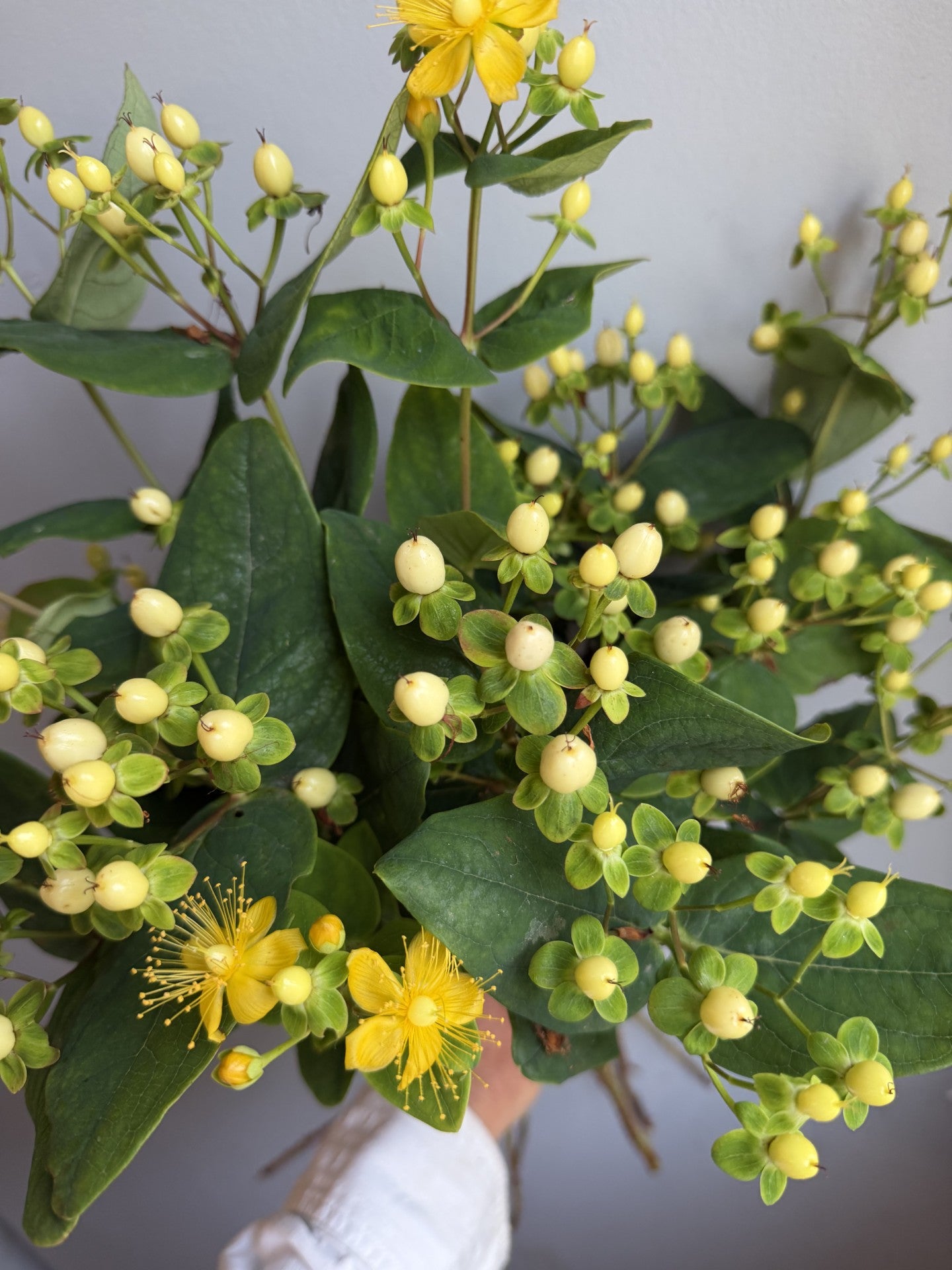 Hypericum-Cream
