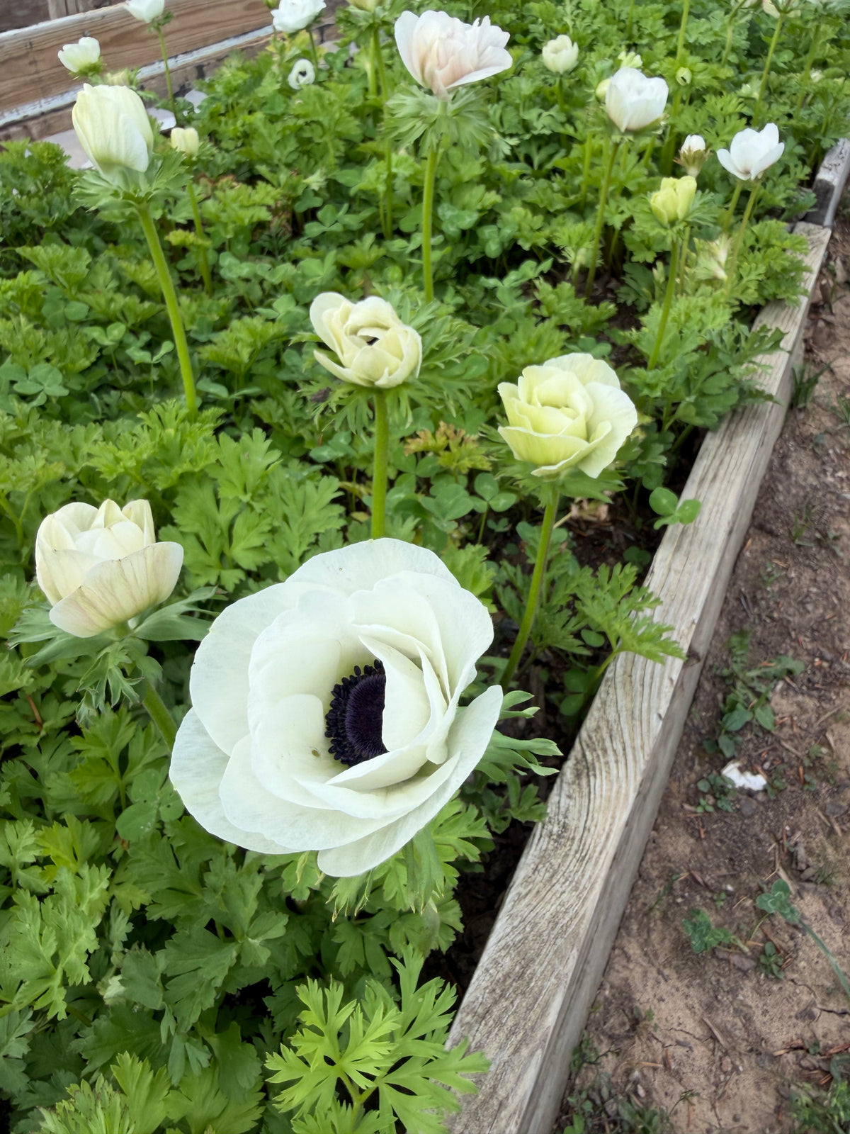 Ranunculus- Amandine Salmon – Chickapoo Farm Wholesale
