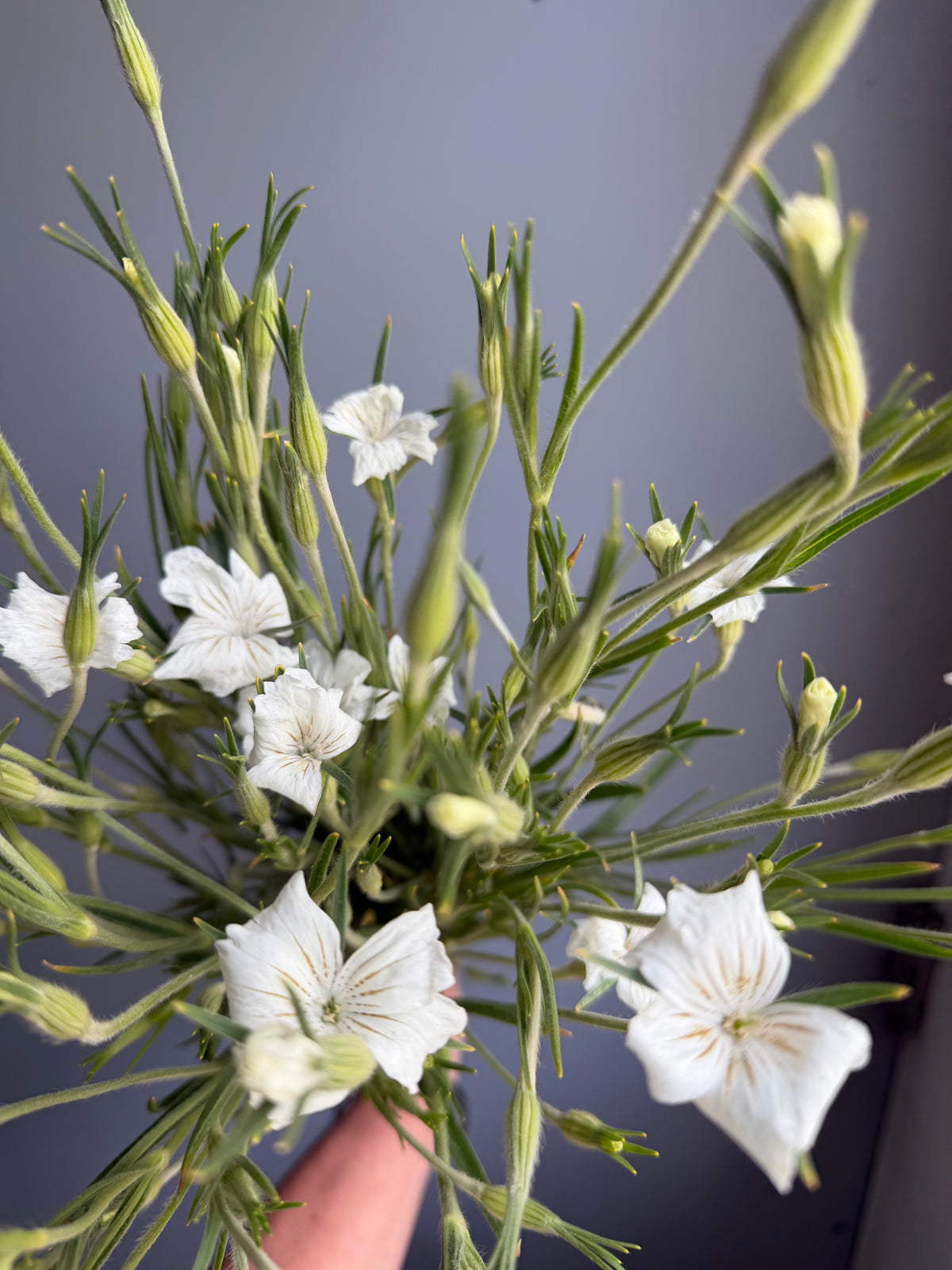 Ranunculus- Amandine Salmon – Chickapoo Farm Wholesale