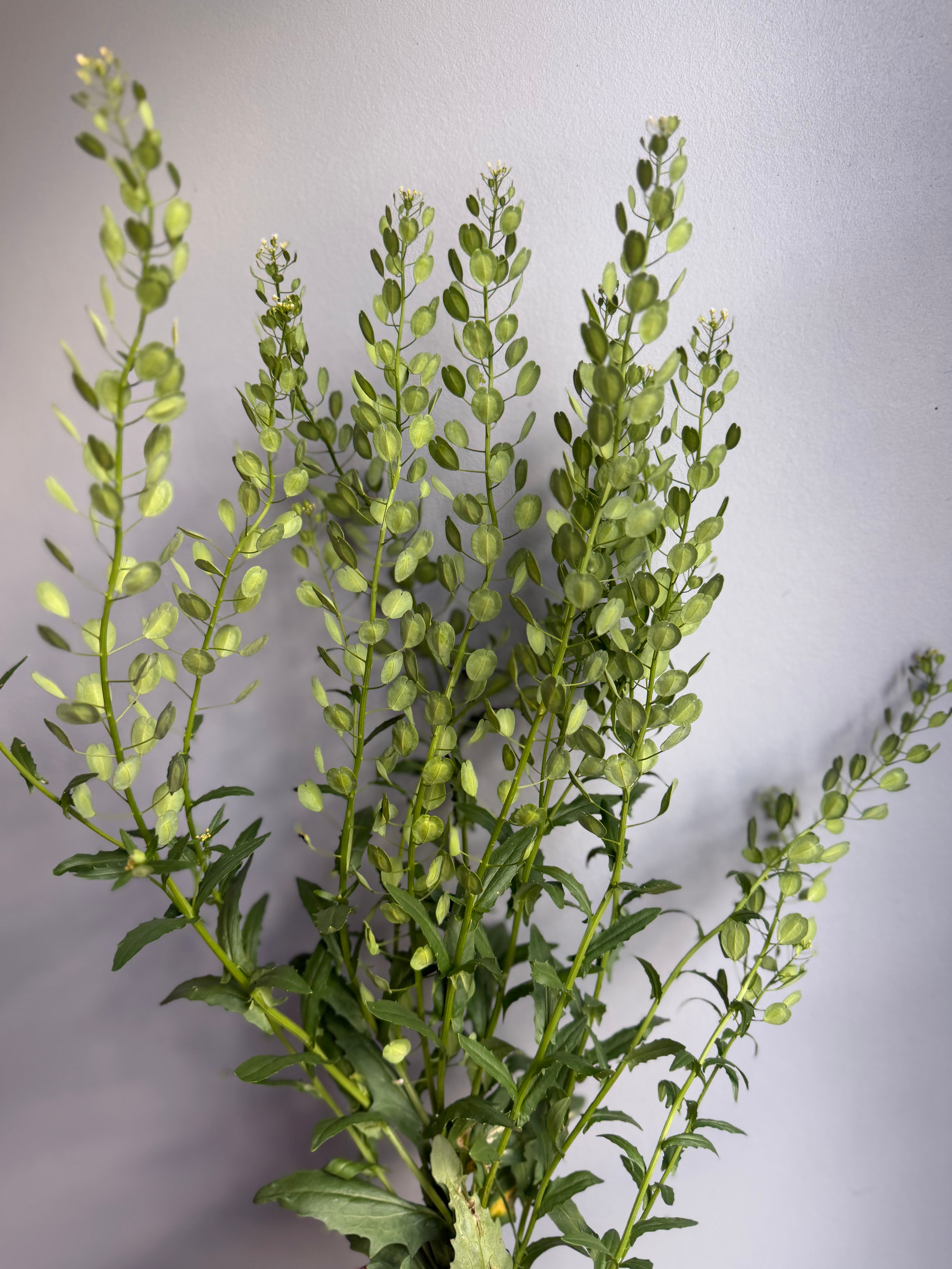 Chickapoo Tree Pennycress – Chickapoo Farm Wholesale
