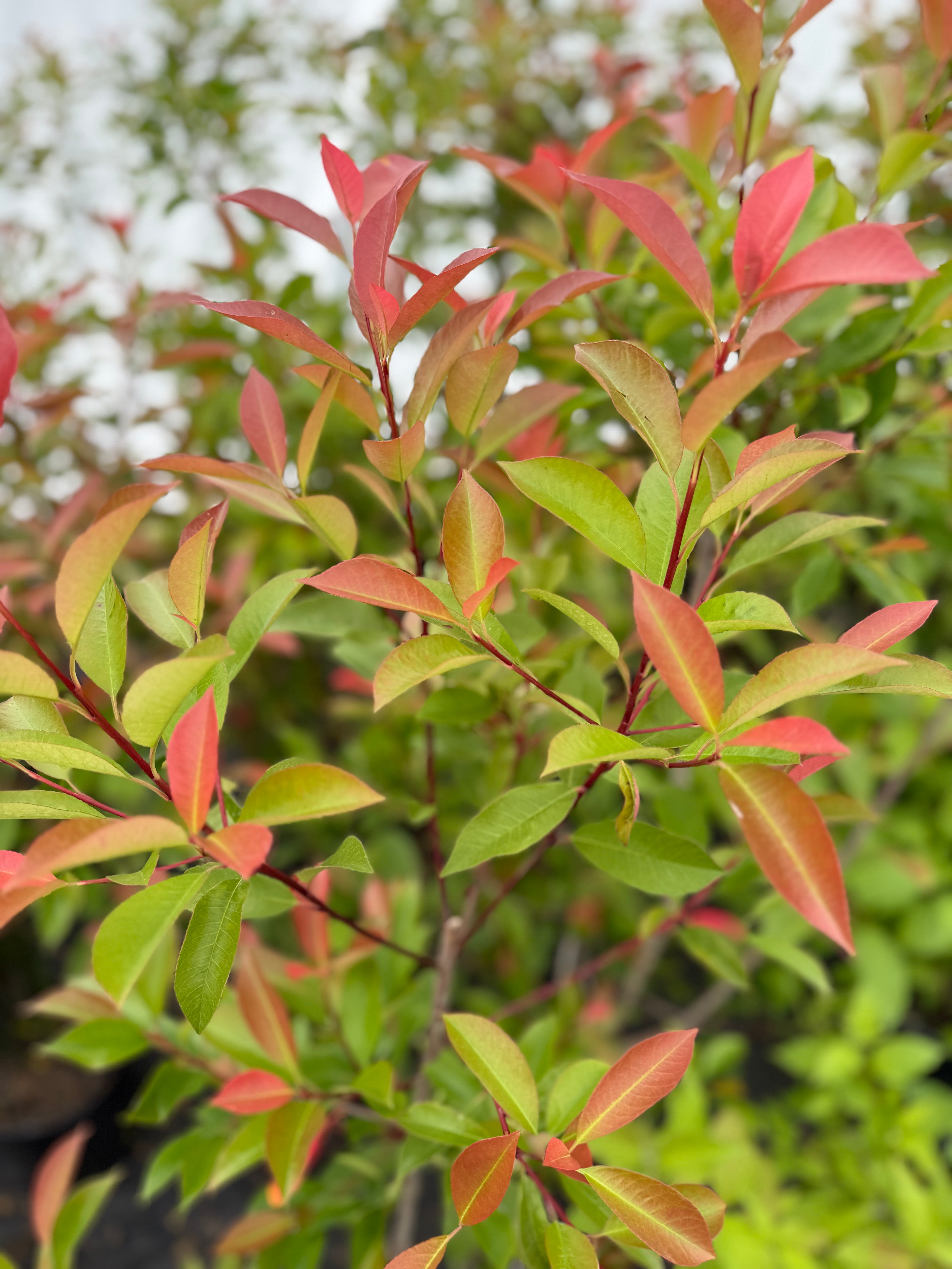Photinia – Chickapoo Farm Wholesale
