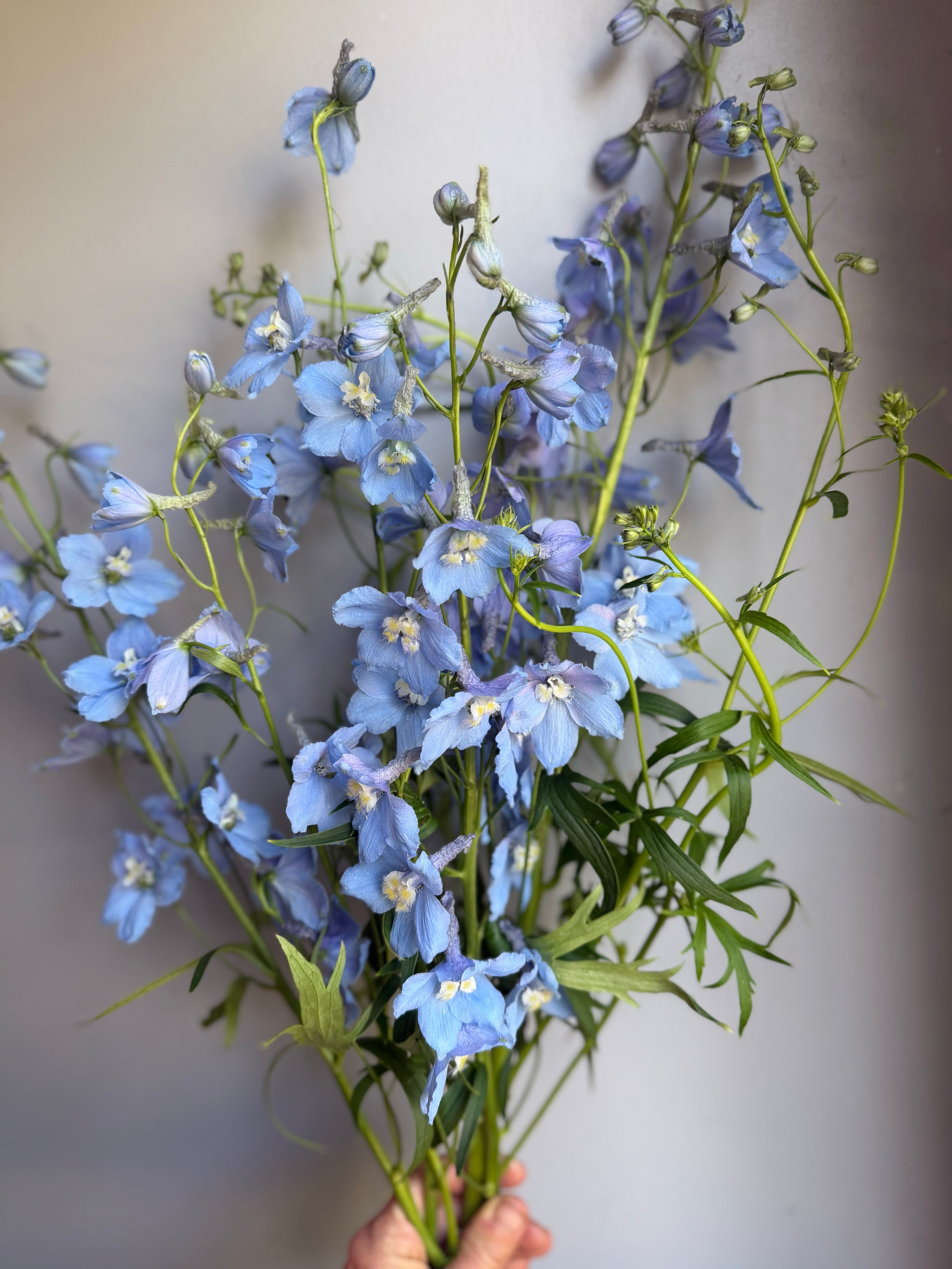 Delphinium- Cliveden Beauty