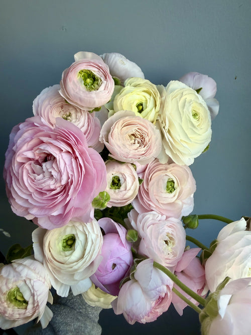 Ranunculus- Amandine Salmon – Chickapoo Farm Wholesale