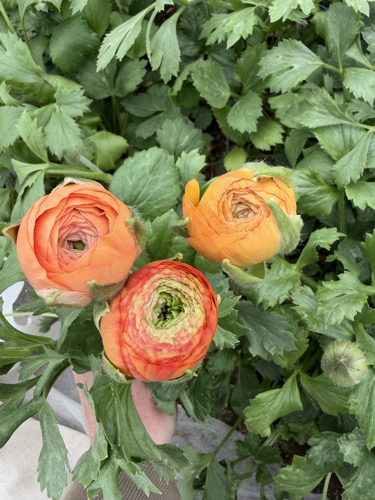Ranunculus- Amandine Salmon – Chickapoo Farm Wholesale