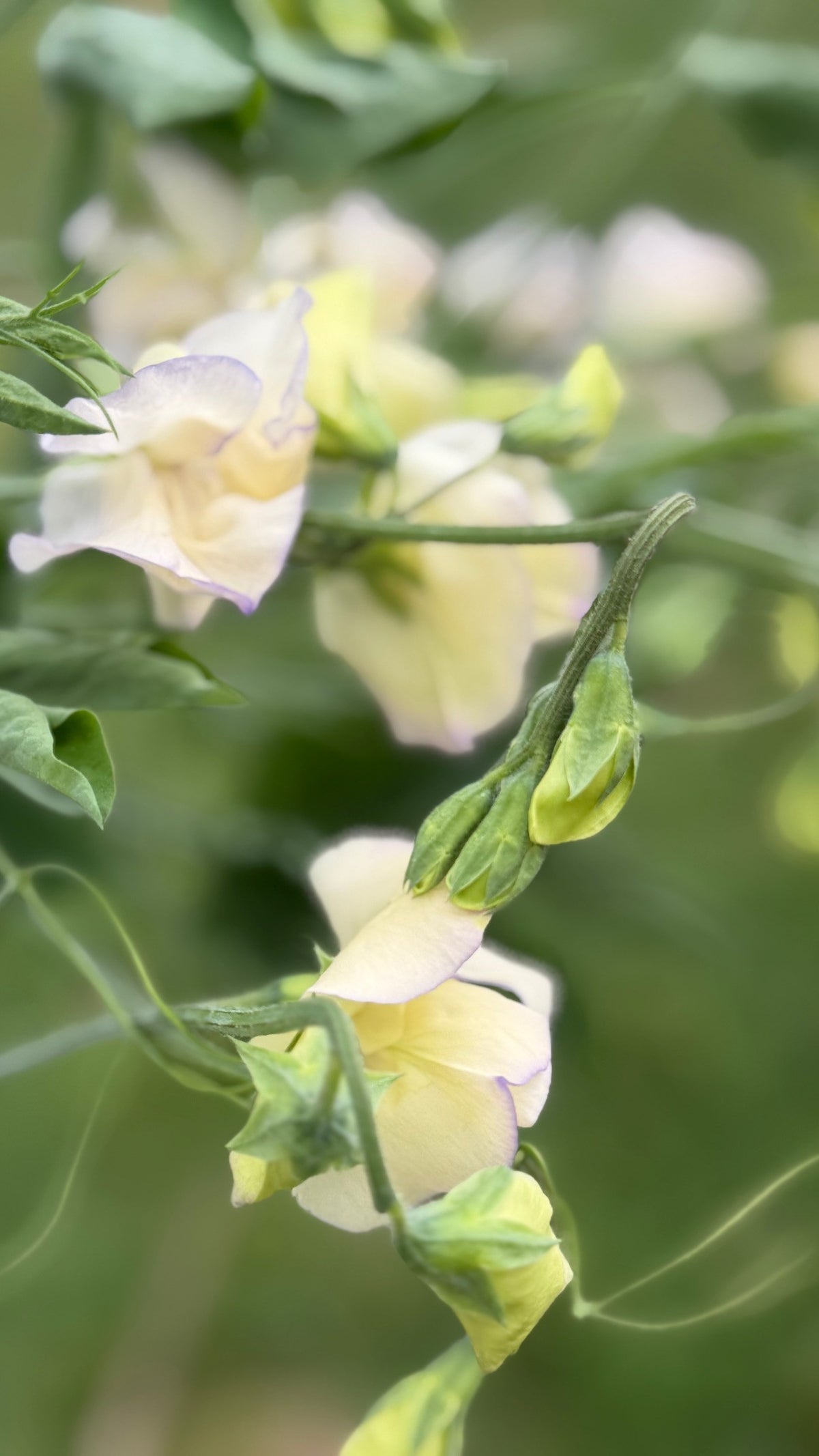Chickapoo Tree Sweet Pea – Chickapoo Farm Wholesale