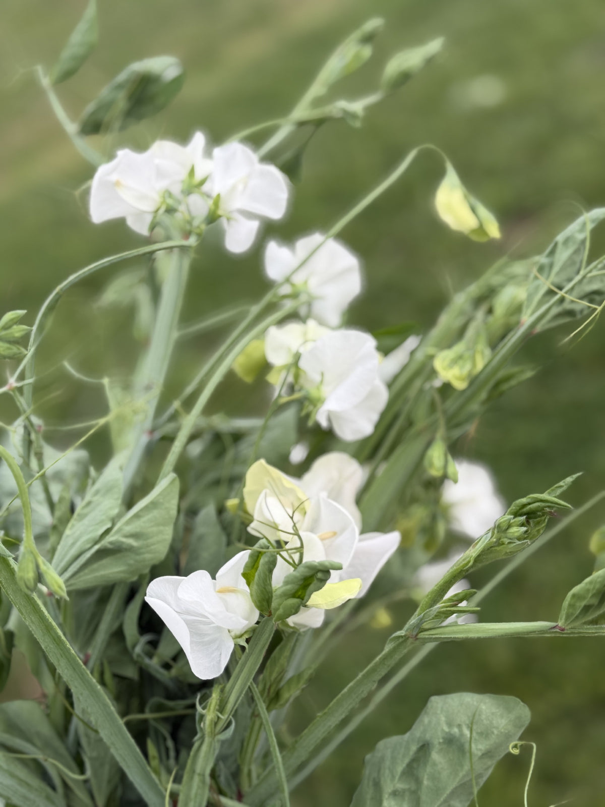 Chickapoo Tree Sweet Pea – Chickapoo Farm Wholesale